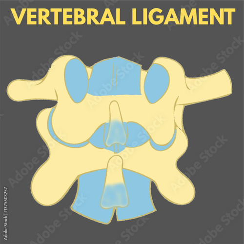vertebral ligament diagram useful for mbbs studenta biology anatomy and healthcare industry