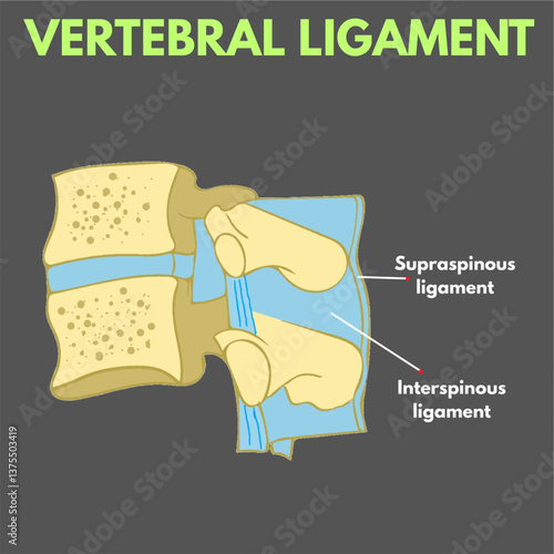 vertebral ligament diagram useful for mbbs studenta biology anatomy and healthcare industry