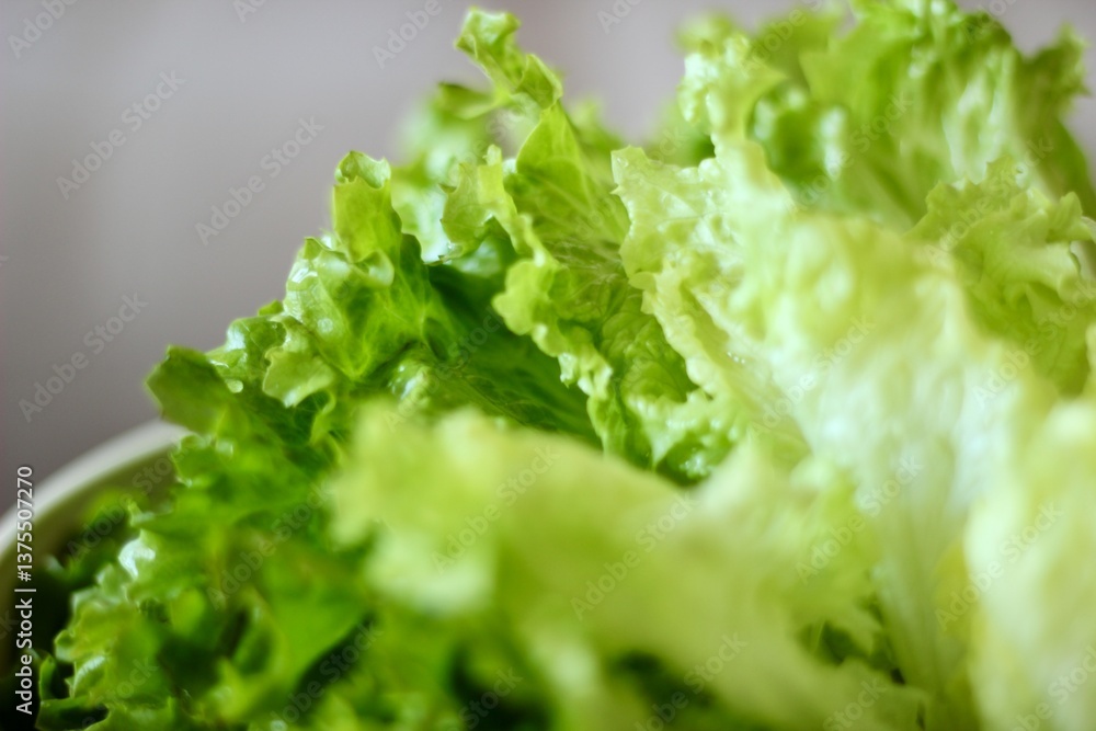 Close-up of fresh green lettuce leaves in a bowl Close-up of fresh green lettuce leaves in a bowl