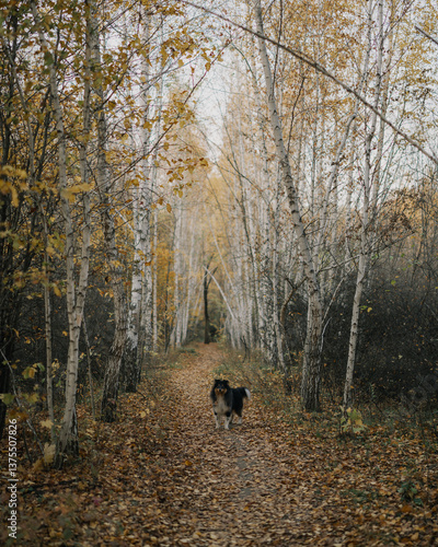 autumn portrait of sheltie dog in the forest