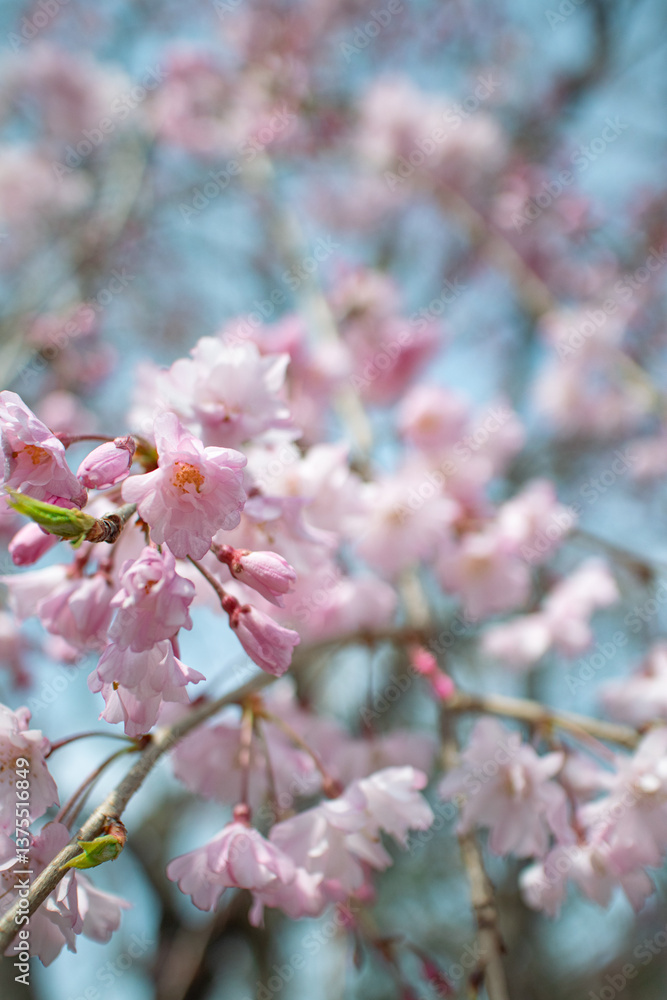 Obraz premium 枝垂桜
