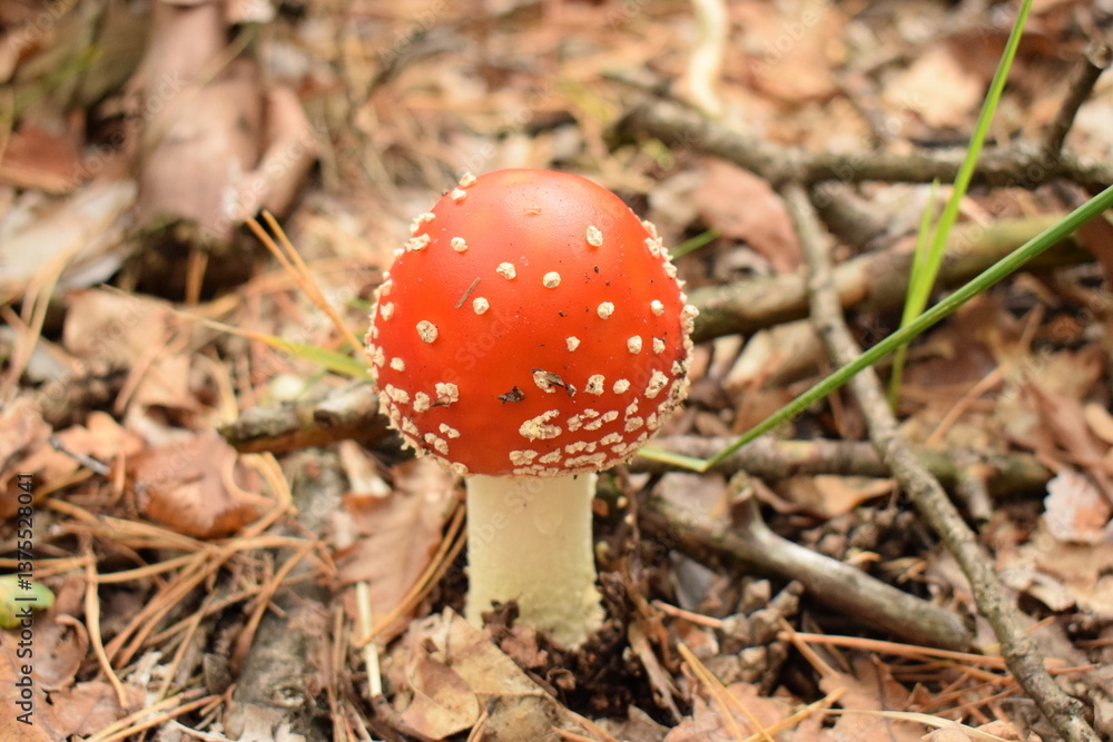 Close-Up of a Small Amanita Muscaria Mushroom on a Natural Background Close-Up of a Small Amanita Muscaria Mushroom on a Natural Background