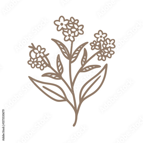Hound's Tongue Flower Line Art Illustration