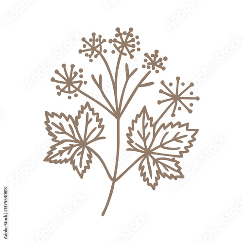 Ladies Mantle Flower Line Art Illustration