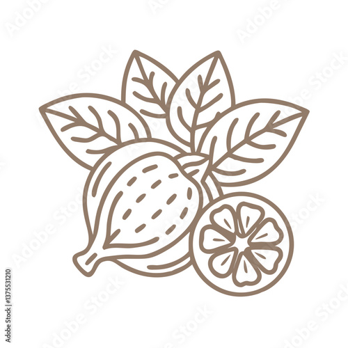 Medlar Fruit Line Art Illustration with Leaves