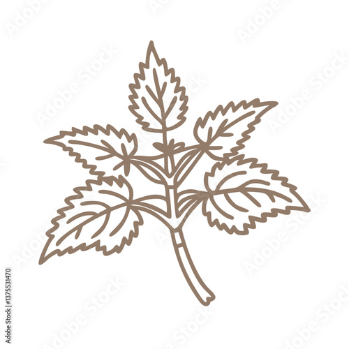 Nettle Outline Illustration, Urtica Dioica Plant