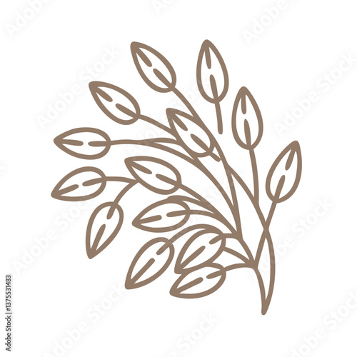 Minimalist Oat Plant Illustration, Avena Sativa