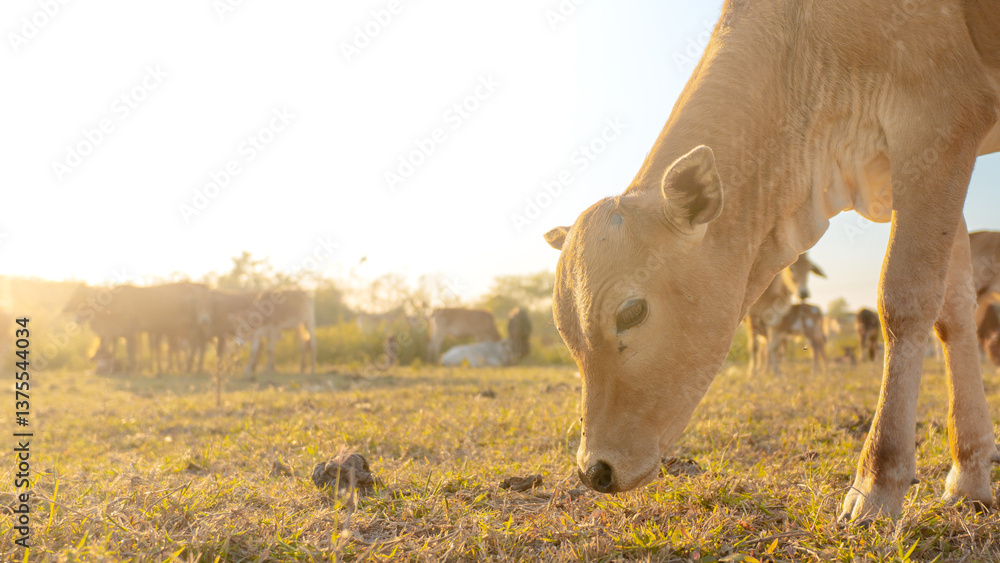 Obraz premium Golden Hour Grazing: A serene bovine grazes peacefully in a sun-drenched field, the warm light casting a golden glow over the landscape. A gentle scene of rural tranquility.