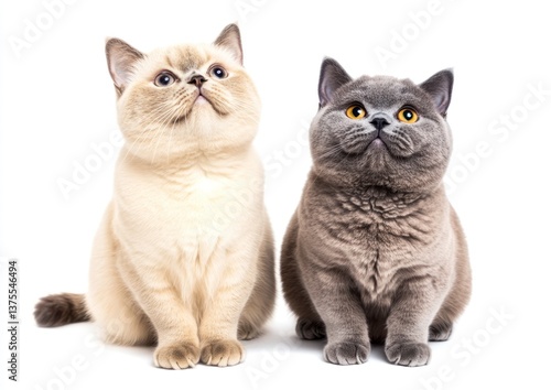 Wallpaper Mural Two Cute British Shorthair Cats Sitting Together on White Background Torontodigital.ca