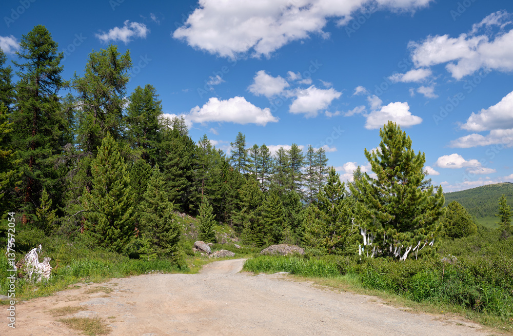 Fototapeta premium Larch forest on Yazula mountain pass in Altai. Religious white prayer ribbons are attached to tree branches.