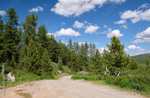 Wallpaper Mural Larch forest on Yazula mountain pass in Altai. Religious white prayer ribbons are attached to tree branches. Torontodigital.ca