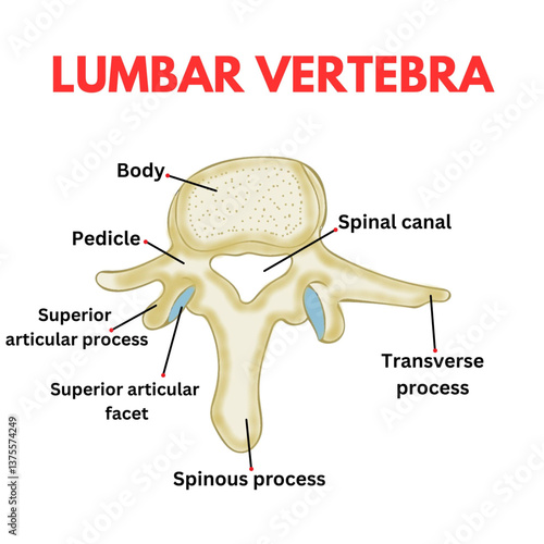 structure of lumbar vertebra DIAGRAM USEFUL FOR MBBS STUDENTS BIOLOGY educational poster