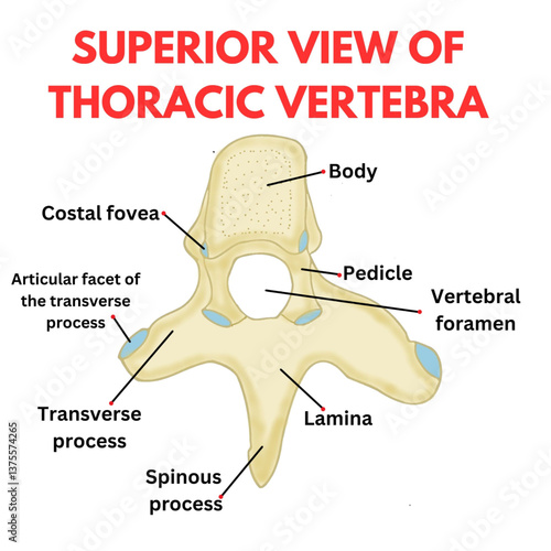 superior view of thoracic vertebra diagram useful for mbbs students biology educational design structure of thoracic vertebra
