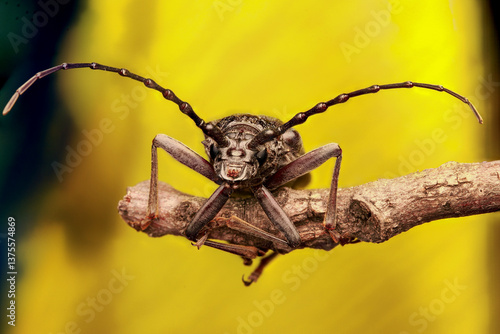 Slika na platnu Longhorn Beetle on Branch with Vibrant Yellow Background – Macro Shot