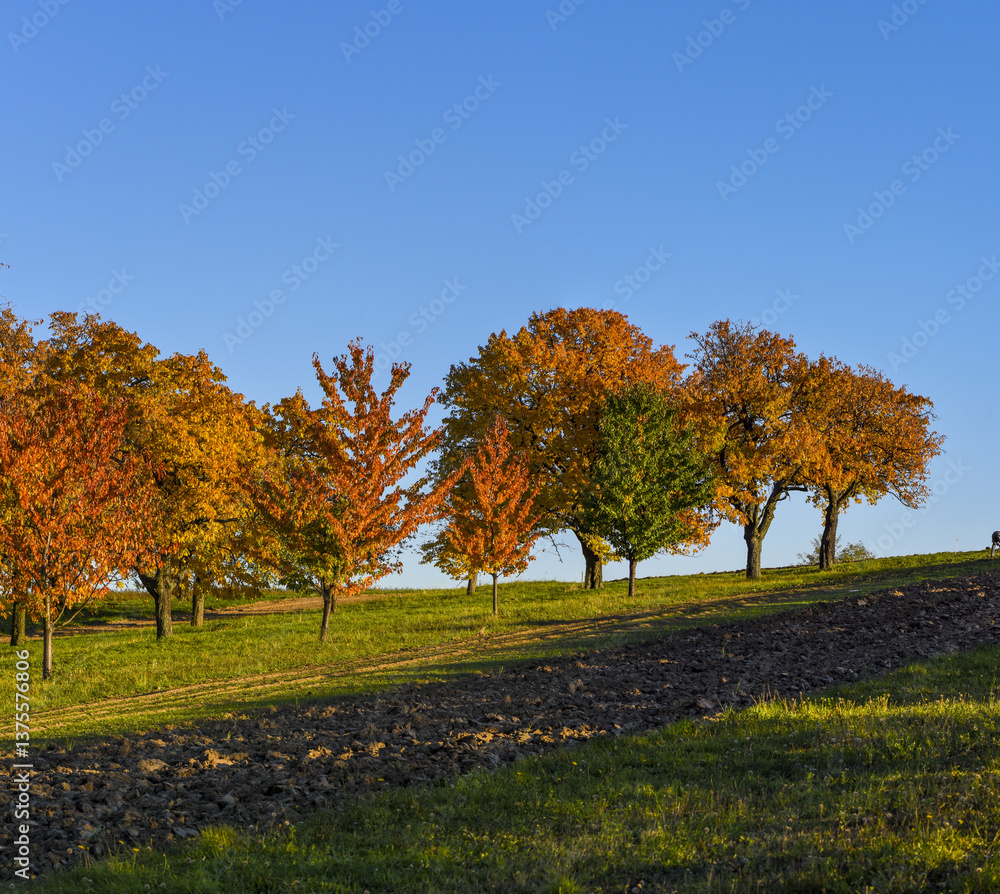 Kirschbaum, Rosalia, Bucklige Welt, NIederösterreich, Österrei