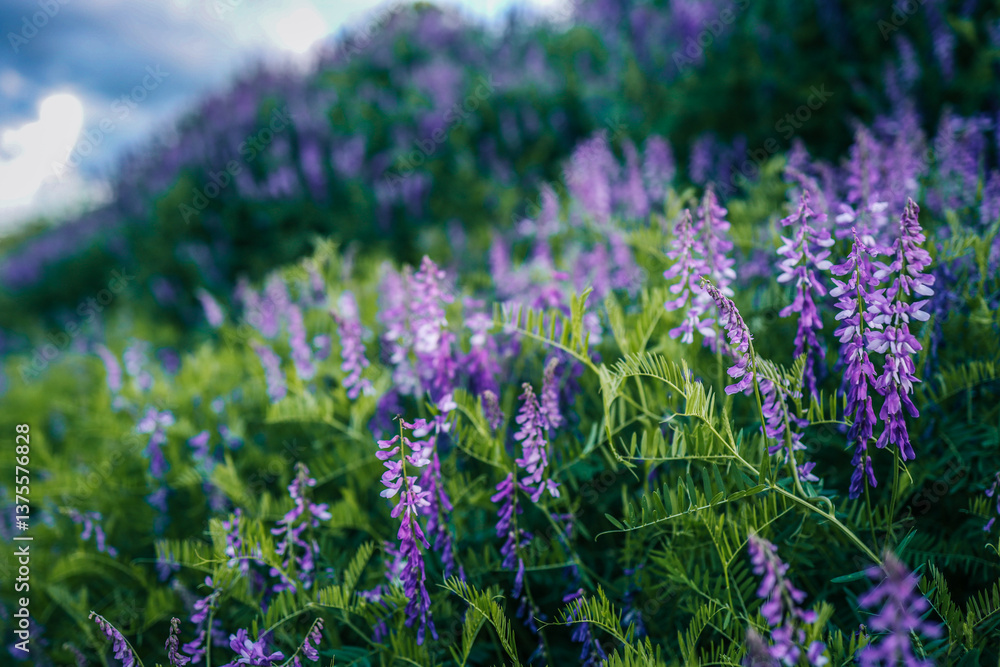 Obraz premium Field of blooming purple wildflowers on a green hillside under a cloudy summer sky. The vibrant flowers and natural foliage create a serene, scenic landscape full of color and life