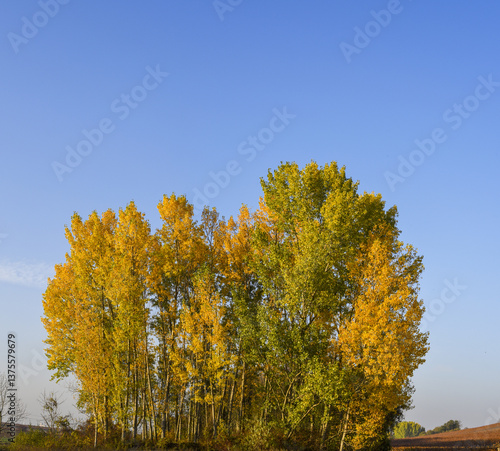 Obraz na płótnie Weinbaugebiet Blaufränkisch Land, Deutschkreutz, Burgenland, Ö w salonie