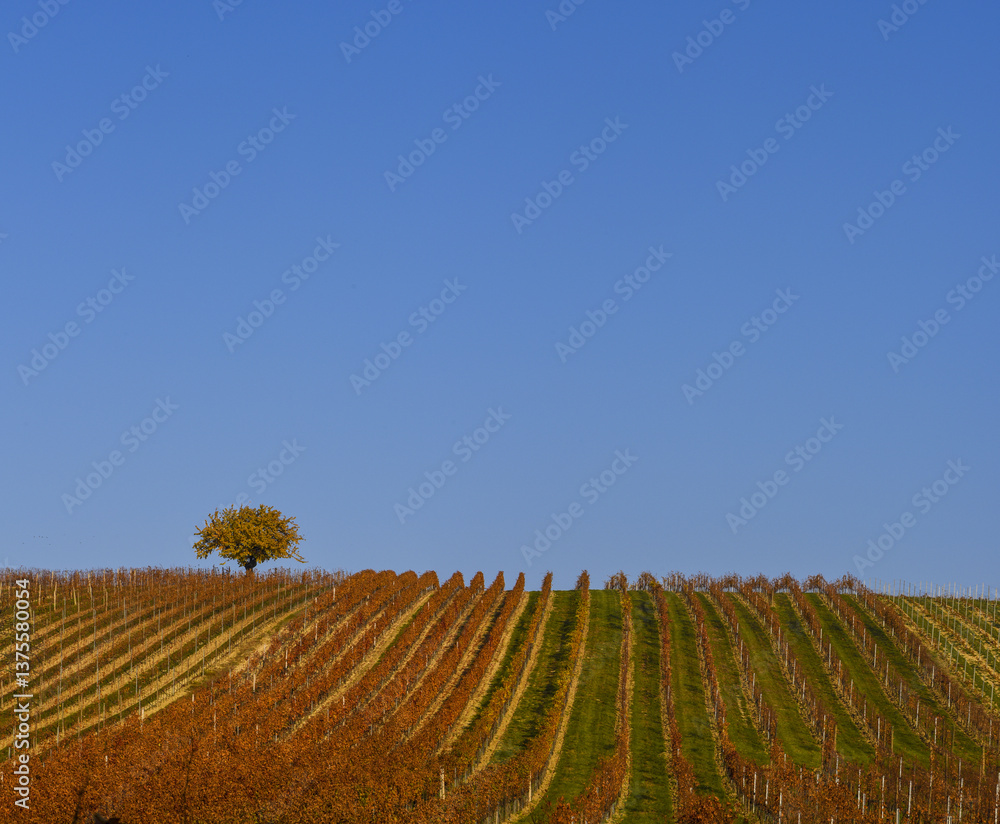 Weinbaugebiet Blaufränkisch Land, Deutschkreutz, Burgenland, Ö