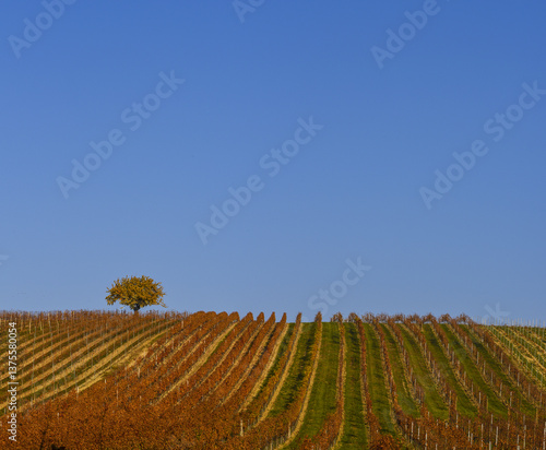 Weinbaugebiet Blaufränkisch Land, Deutschkreutz, Burgenland, Ö