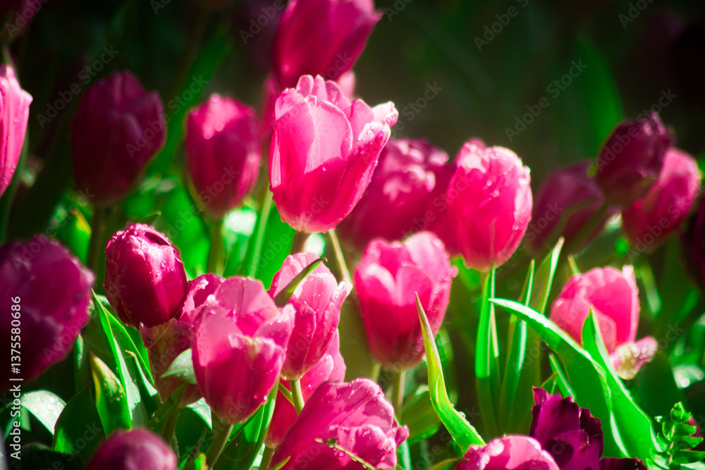 Beautiful Botanical Garden with Blooming Pink Tulip Flowers in Springtime Beautiful Botanical Garden with Blooming Pink Tulip Flowers in Springtime