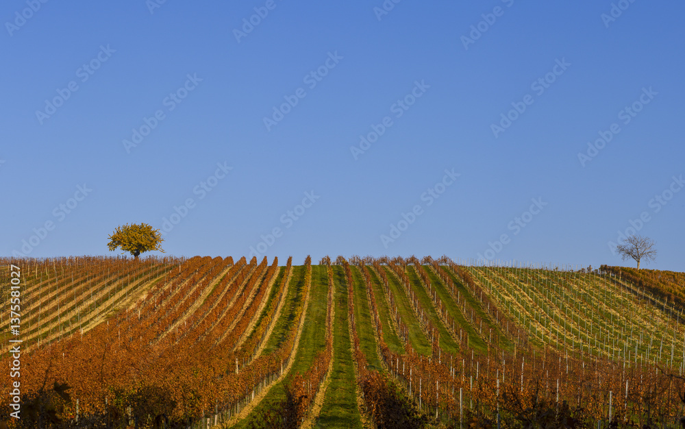 Weinbaugebiet Blaufränkisch Land, Deutschkreutz, Burgenland, Ö
