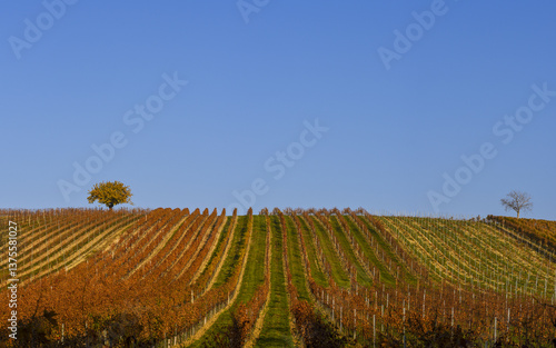 Obraz na płótnie Weinbaugebiet Blaufränkisch Land, Deutschkreutz, Burgenland, Ö w salonie