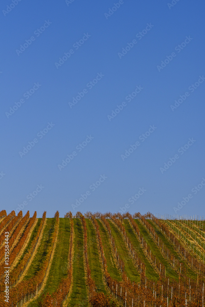 Weinbaugebiet Blaufränkisch Land, Deutschkreutz, Burgenland, Ö