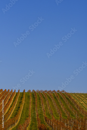 Obraz na płótnie Weinbaugebiet Blaufränkisch Land, Deutschkreutz, Burgenland, Ö w salonie