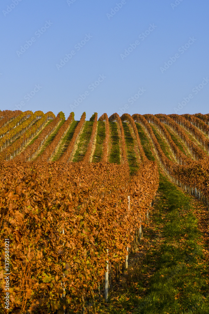 Weinbaugebiet Blaufränkisch Land, Deutschkreutz, Burgenland, Ö