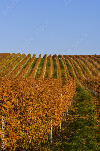 Obraz na płótnie Weinbaugebiet Blaufränkisch Land, Deutschkreutz, Burgenland, Ö w salonie