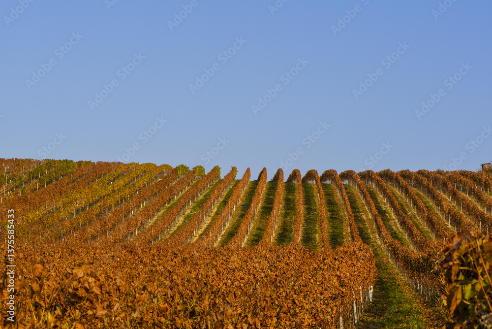 Weinbaugebiet Blaufränkisch Land, Deutschkreutz, Burgenland, Ö