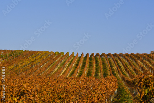 Obraz na płótnie Weinbaugebiet Blaufränkisch Land, Deutschkreutz, Burgenland, Ö w salonie