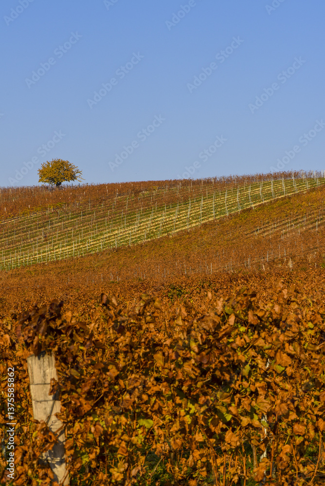 Weinbaugebiet Blaufränkisch Land, Deutschkreutz, Burgenland, Ö