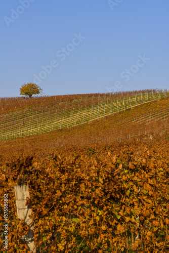 Obraz na płótnie Weinbaugebiet Blaufränkisch Land, Deutschkreutz, Burgenland, Ö w salonie