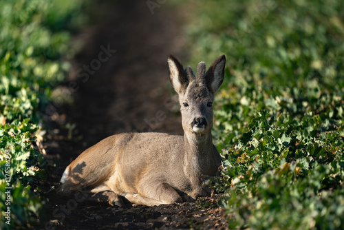 dear in the field