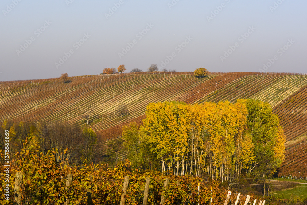 Weinbaugebiet Blaufränkisch Land, Deutschkreutz, Burgenland, Ö