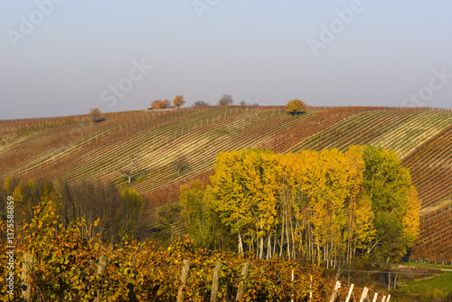 Obraz na płótnie Weinbaugebiet Blaufränkisch Land, Deutschkreutz, Burgenland, Ö w salonie