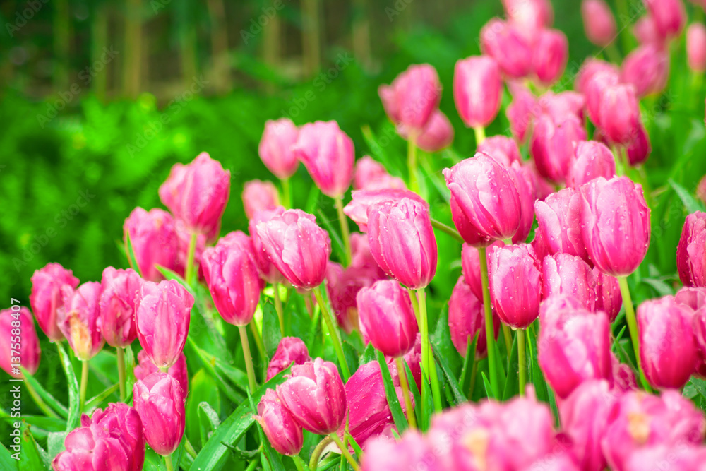 Obraz premium Beautiful Botanical Garden with Blooming Pink Tulip Flowers in Springtime