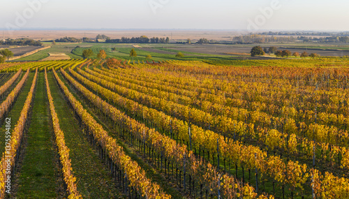 Obraz na płótnie Weinbaugebiet, Donnerskirchen, Leithagebirge, Burgenland, Öster w salonie