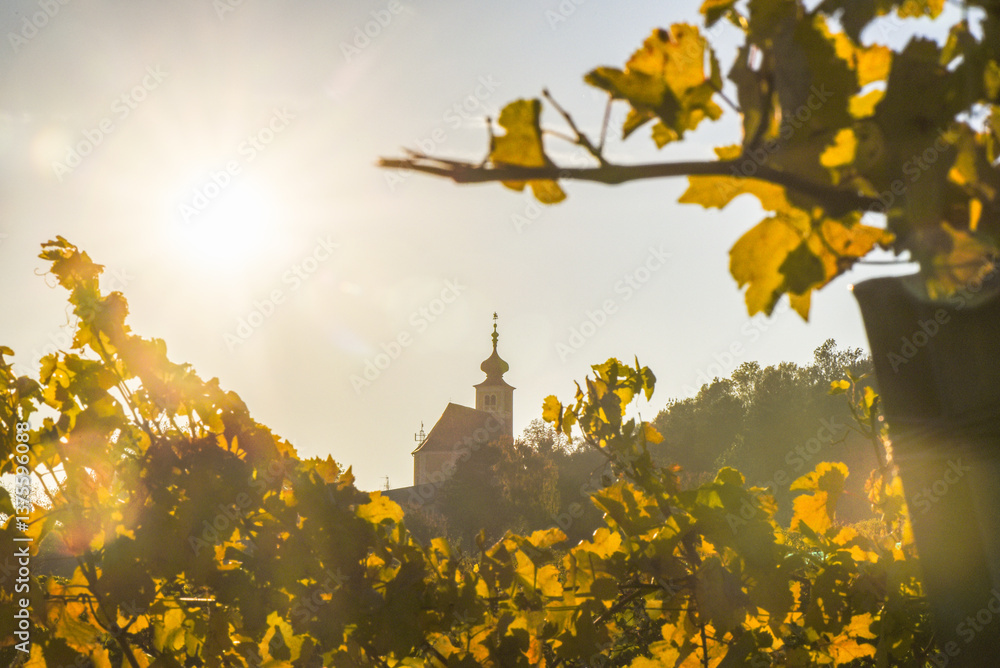 Weinbaugebiet, Donnerskirchen, Leithagebirge, Burgenland, Öster