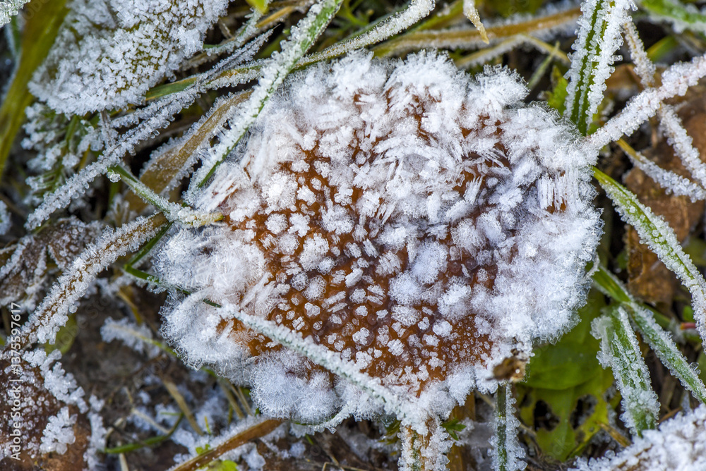 Vorau-Puchegg, Steiermark, Österreich, 2015