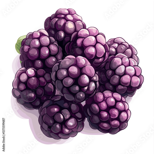 Illustration of ripe blackberries on a white background with realistic details