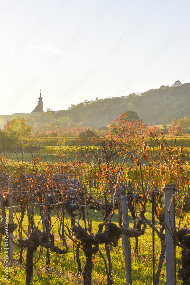 Weinbaugebiet, Donnerskirchen, Leithagebirge, Burgenland, Öster