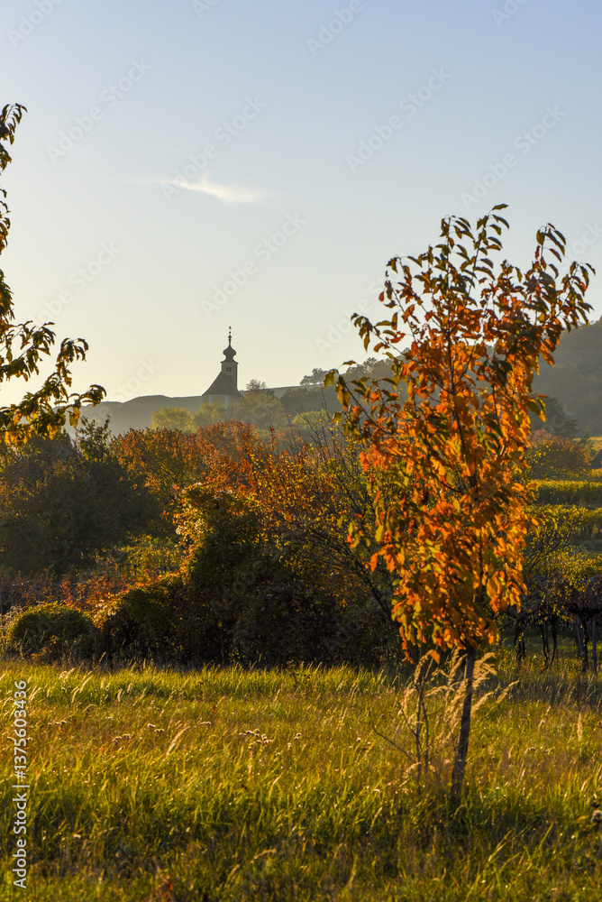 Weinbaugebiet, Donnerskirchen, Leithagebirge, Burgenland, Öster
