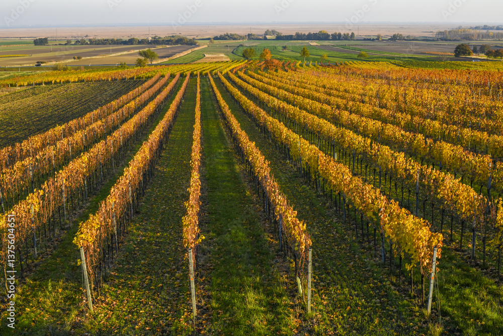 Weinbaugebiet, Donnerskirchen, Leithagebirge, Burgenland, Öster
