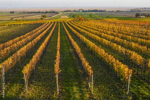 Obraz na płótnie Weinbaugebiet, Donnerskirchen, Leithagebirge, Burgenland, Öster w salonie