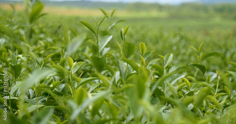 Fresh Green tea tree leaves in eco herbal farm. Tree tea plantations in morning sun light. Freshness herbal green natural garden farmland. Drinking organic relax heath plant. Green tea tree in farm Fresh Green tea tree leaves in eco herbal farm. Tree tea plantations in morning sun light. Freshness herbal green natural garden farmland. Drinking organic relax heath plant. Green tea tree in farm