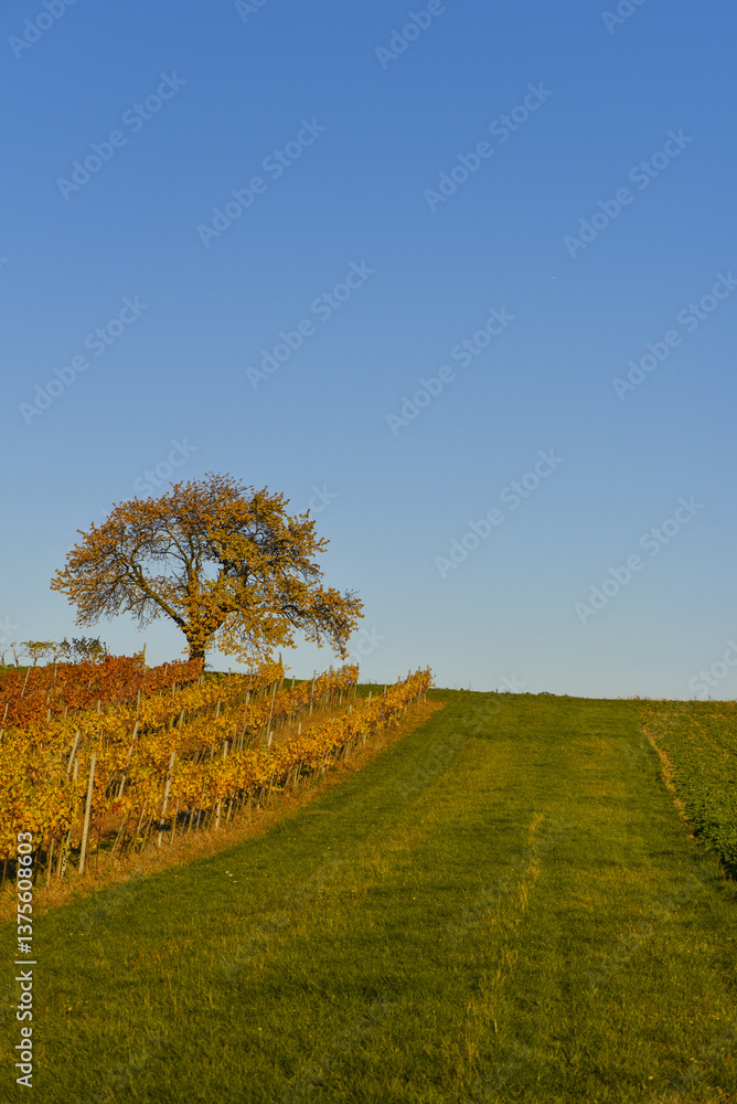 Kirschbaum im Herbst, Forchtenstein, Rosalia, Bucklige Welt, Bur