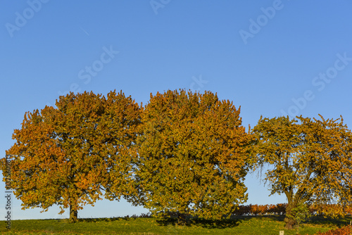 Obraz na płótnie Kirschbaum im Herbst, Forchtenstein, Rosalia, Bucklige Welt, Bur w salonie