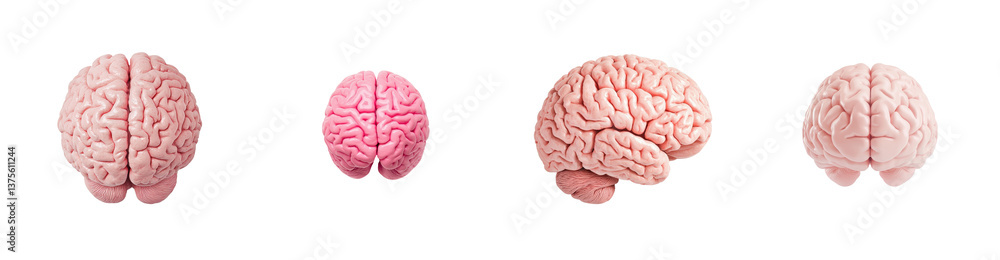 Four Views of a Human Brain Model Superior Inferior Lateral and Posterior Perspectives Four Views of a Human Brain Model Superior Inferior Lateral and Posterior Perspectives